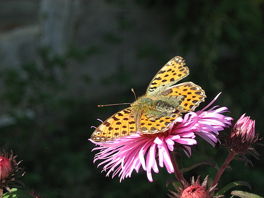 Motyl. Siennica Nadolna