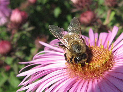 Pszczoa. Siennica Nadolna