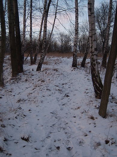 Nadchodzcy zmierzch