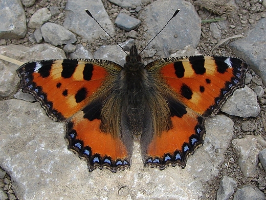Rusaka pokrzywnik