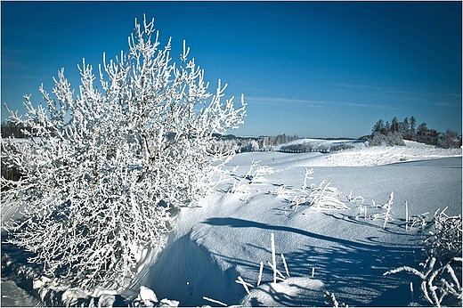 Suwalski Park Krajobrazowy - okolice jez.Szurpiy.