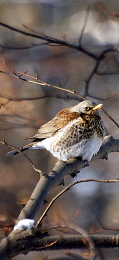 Kwiczo Turdus pilaris