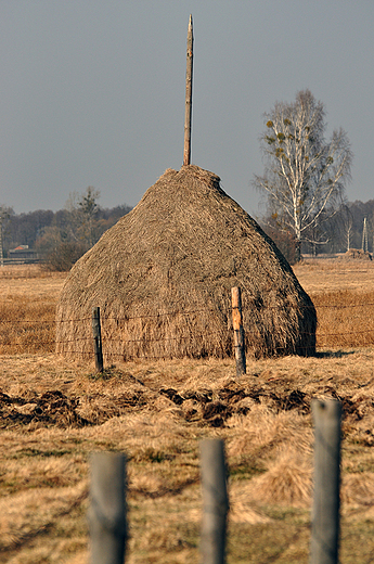 Stogi siana w okolicach Roztoki. Puszcza Kampinoska