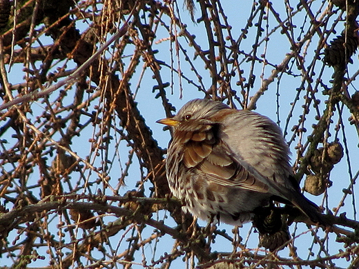 Turdus