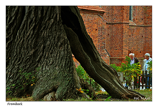 Frombork - pomnik przyrody na Wzgórzu Katedralnym
