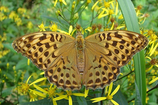 Dostojka malinowiec