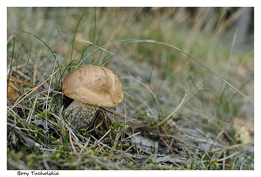 Grzyby Borw Tucholskich