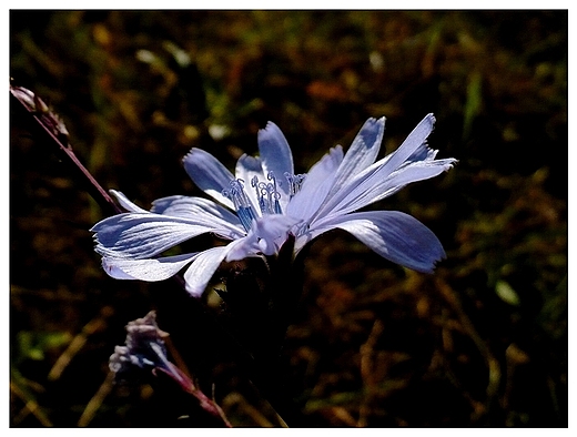 Cykoria podrnik