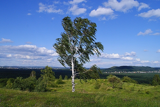 Wiatr w gazkach -lato .