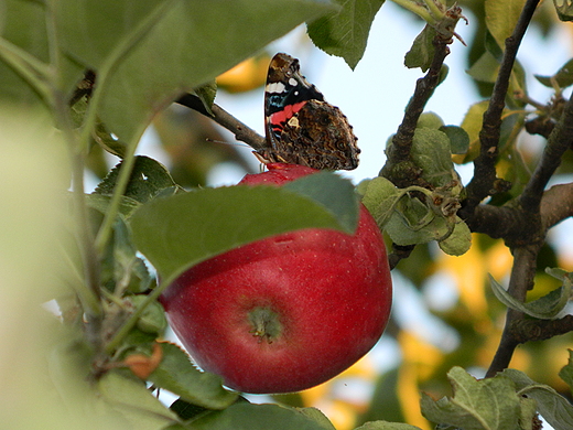 Uczta motyla