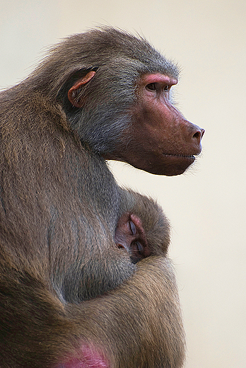 Warszawa - Miejski Ogrd Zoologiczny