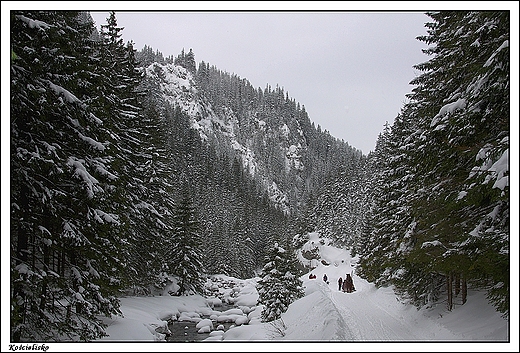 Kocielisko - Dolina Kocieliska, Potok Kocieliski