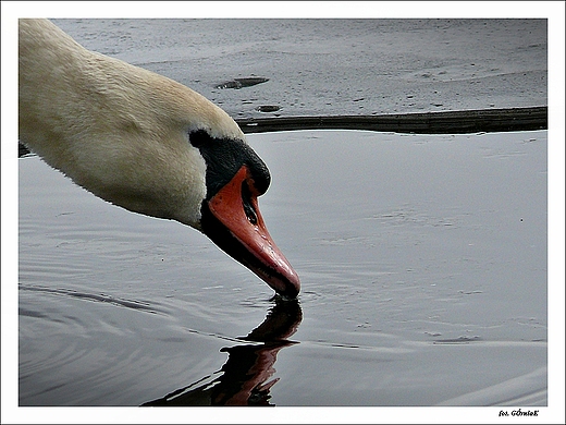 abd niemy Cygnus olor.