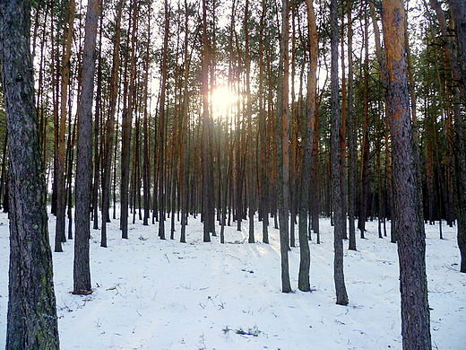 zima na Podlasiu