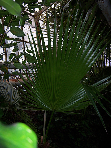 Palma w sosnowieckim Egzotarium