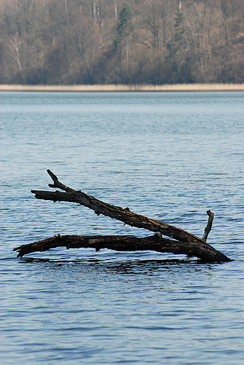 Jezioro Wysokie Brodno. Drzewny potwór