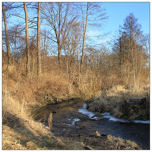 meandry rzeki Kamiennej