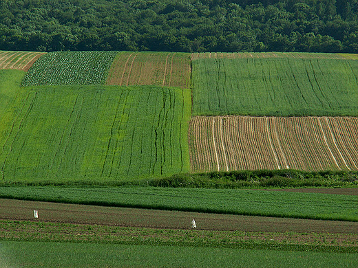 Szachownica pl