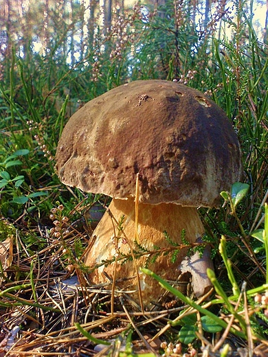 Borowik szlachetny Boletus edulis