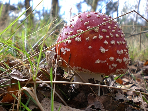 Muchomor czerwony Amanita muscaria