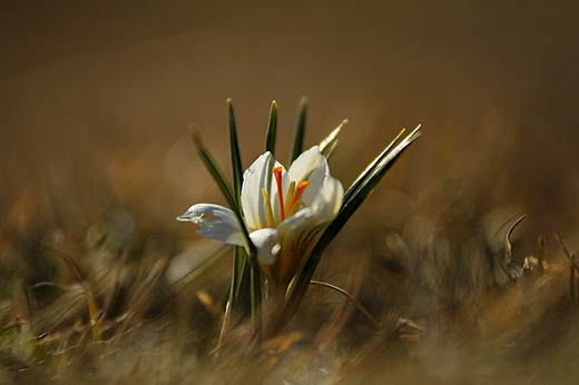 Wioseny krokus na wschodzie kraju