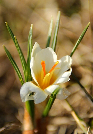 Wioseny krokus na wschodzie kraju