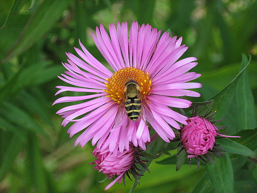 Aster