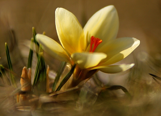 Krokus na wschodzie