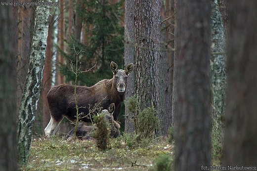 Na siedlisku borowym.