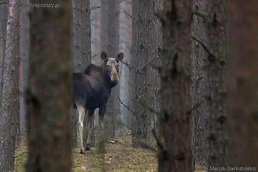 Klempa, osza na siedlisku borowym.