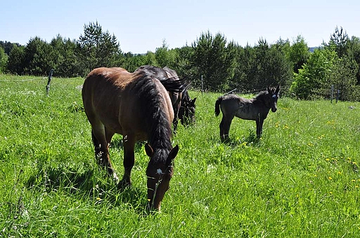 konie na polach w okolicach Lopuchowa