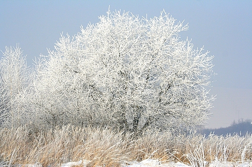 Poranek w biaej szacie szronu