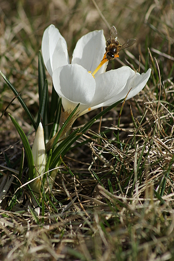 Krokus