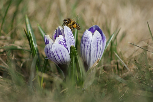 Krokus