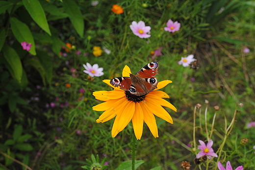 Motyl z Cichego