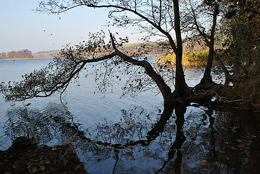 Bachotek