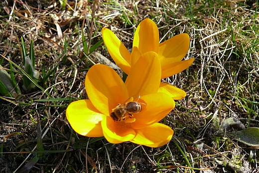 Krokusy - pierwsze poytki dla owadw 1