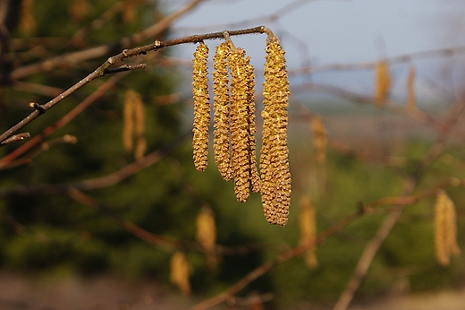 Wiosenna gazka