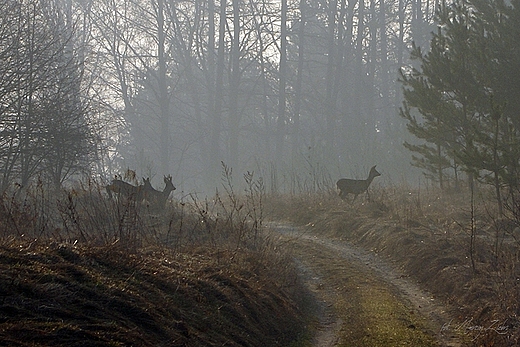 Poranne obserwacje przyrody