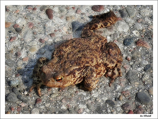 Ropucha szara - Bufo bufo.