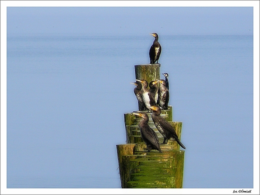 Powiew wiosny...na Pomorzu. Kormoran zwyczajny.