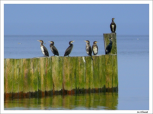 Powiew wiosny...na Pomorzu. Kormoran zwyczajny.