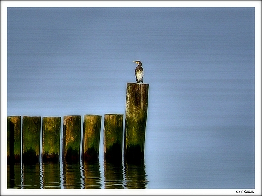 Powiew wiosny...na Pomorzu. Kormoran zwyczajny.