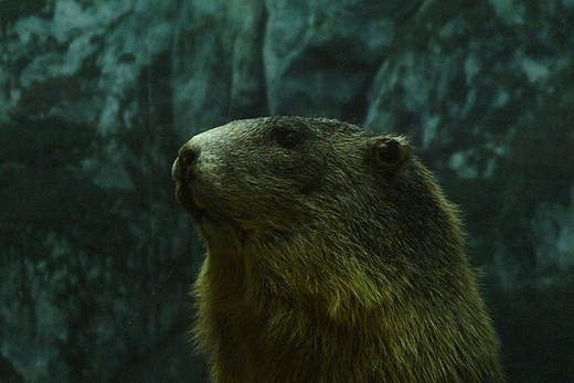 wistu. Muzeum Tatrzaskie w Zakopanem