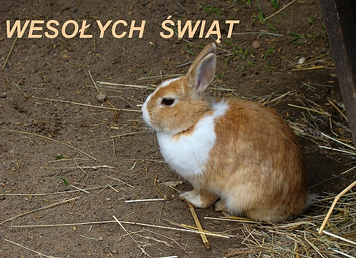 Wesoych wit