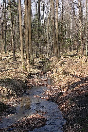 rzeczka w lesie