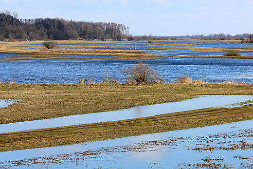 Wiosenna Narew