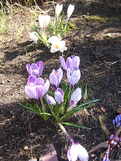 Krokusy