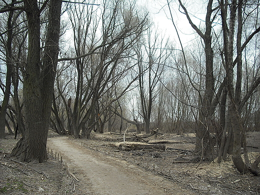 Warszawa. Fragment cieki nad Wis.