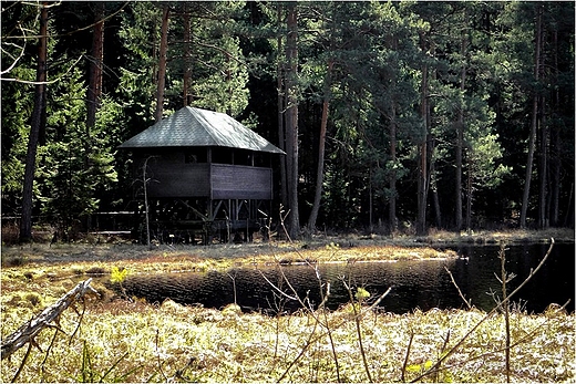 Wiata nad Sucharem IV w Wigierskim Parku Narodowym.